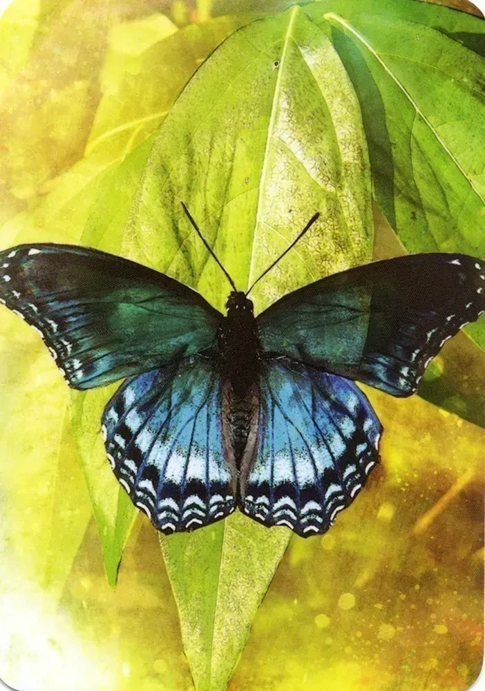 Butterfly Affirmations Cards