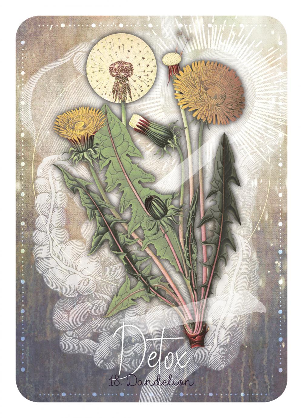 Magickal Herb Oracle Cards