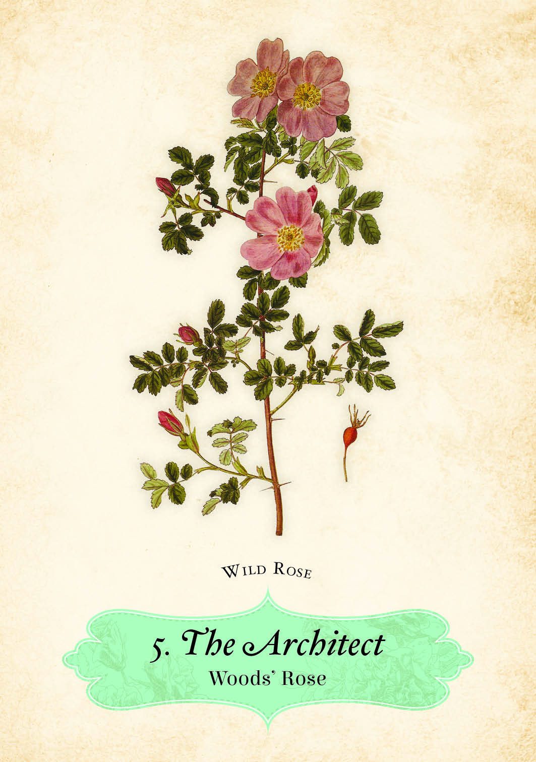 Oracle Of The Roses Cards