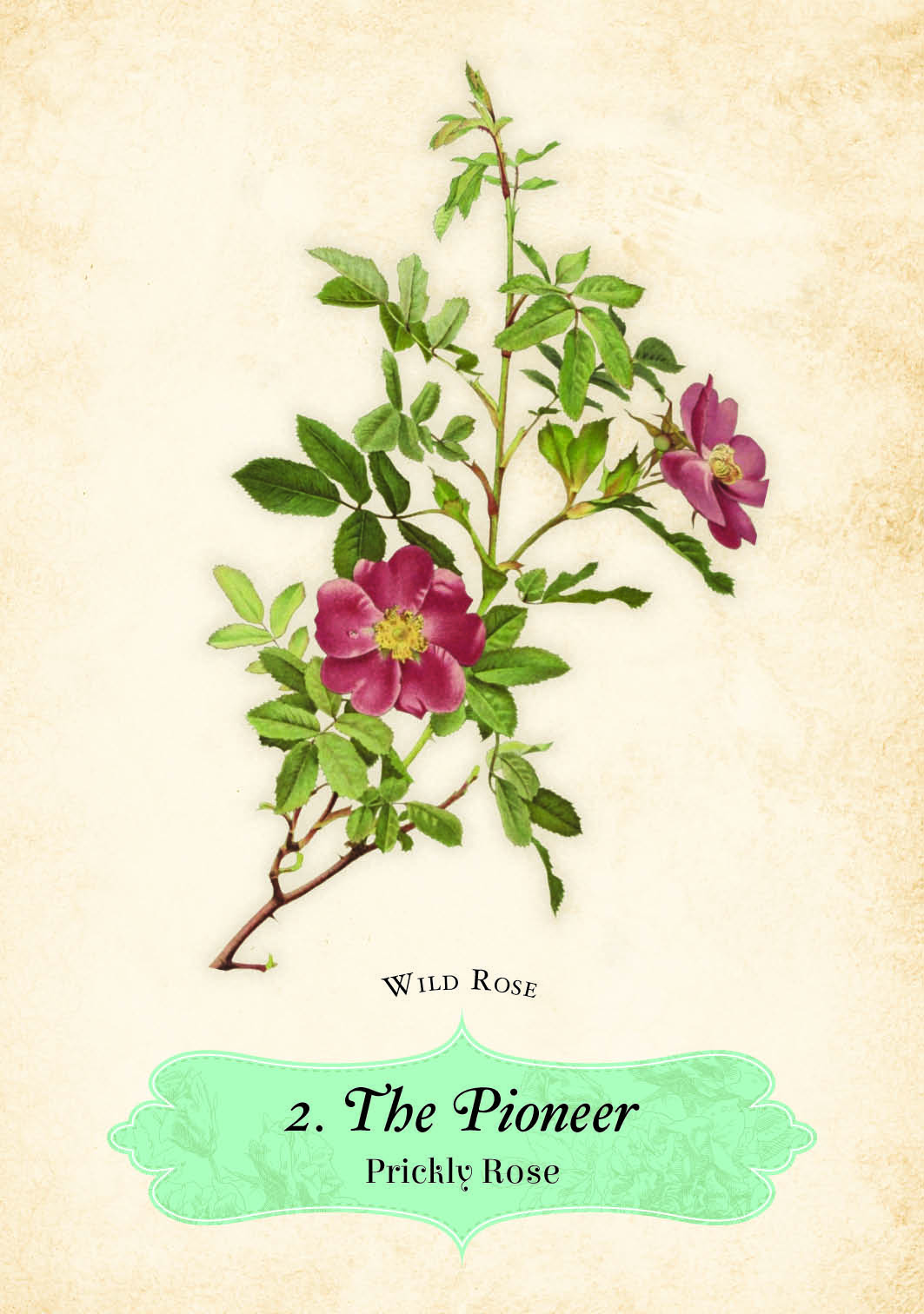 Oracle Of The Roses Cards