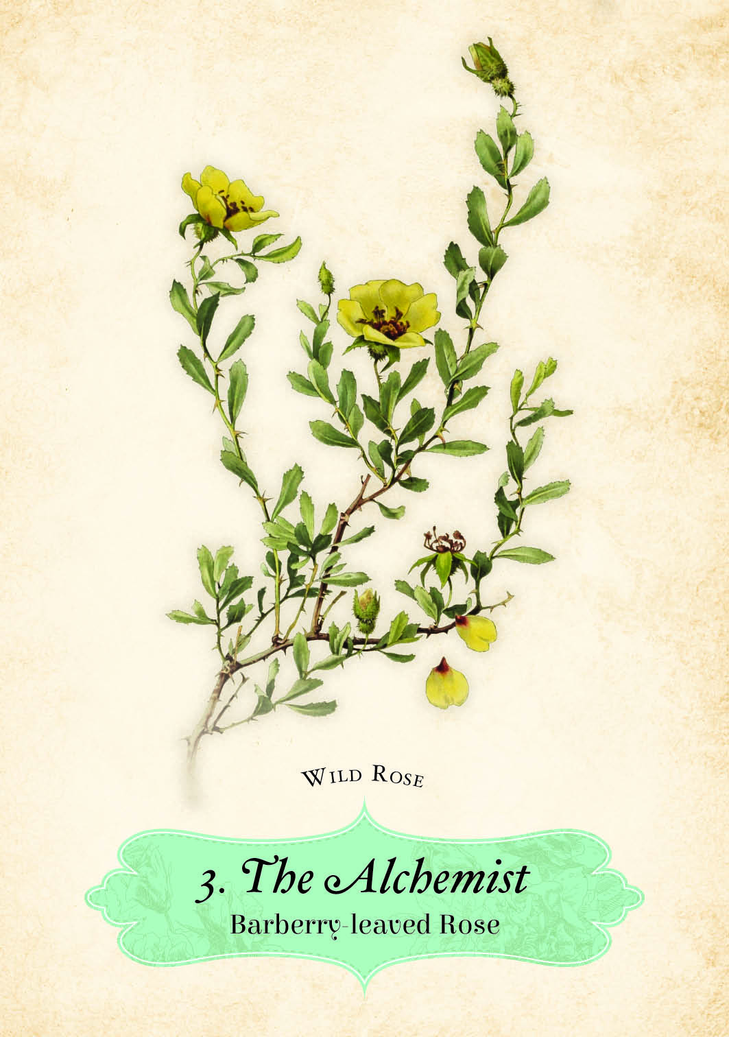 Oracle Of The Roses Cards