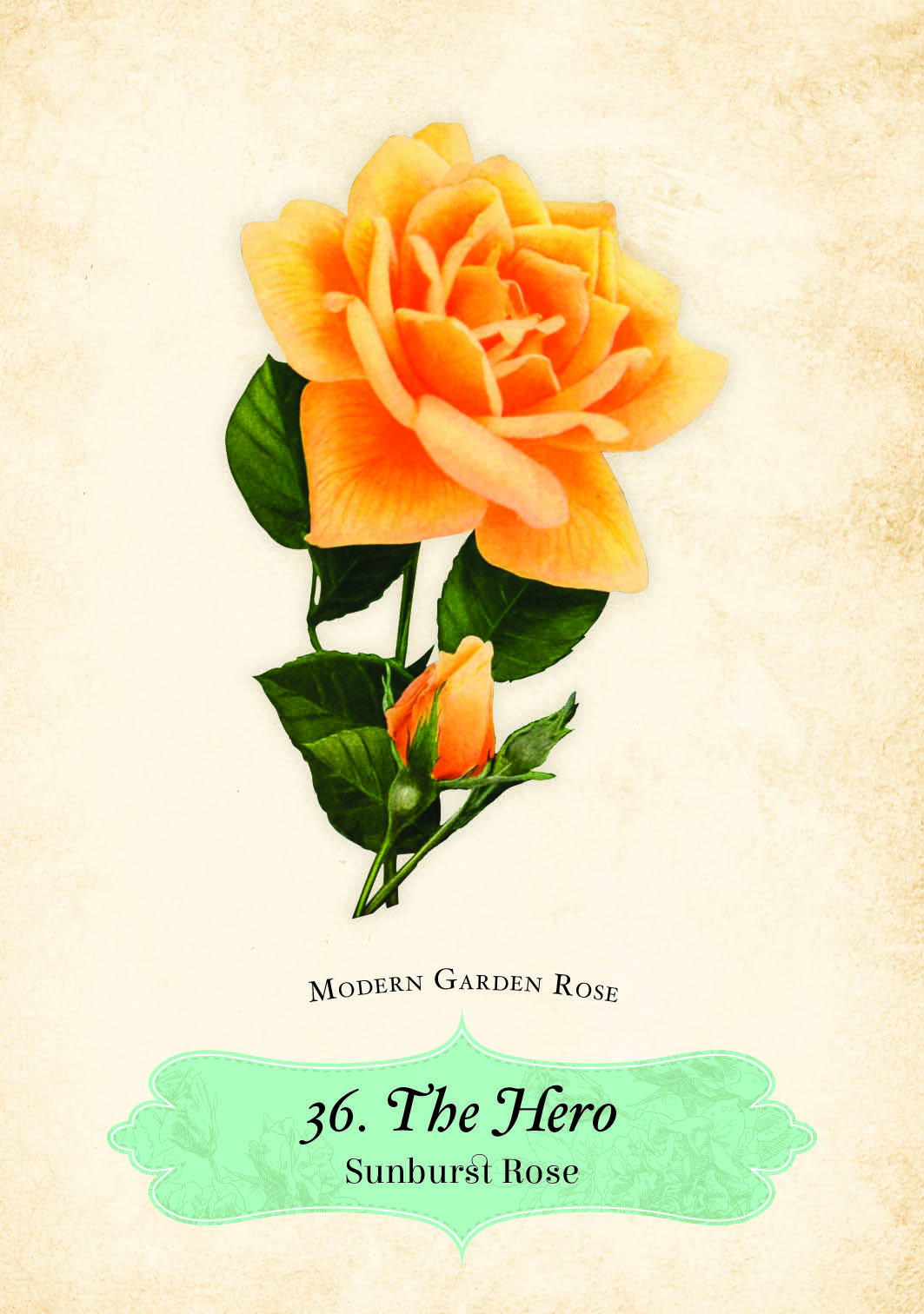 Oracle Of The Roses Cards