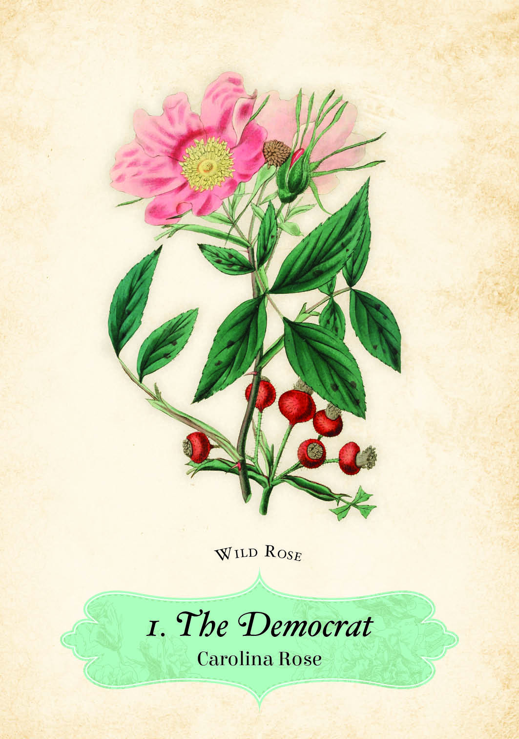 Oracle Of The Roses Cards