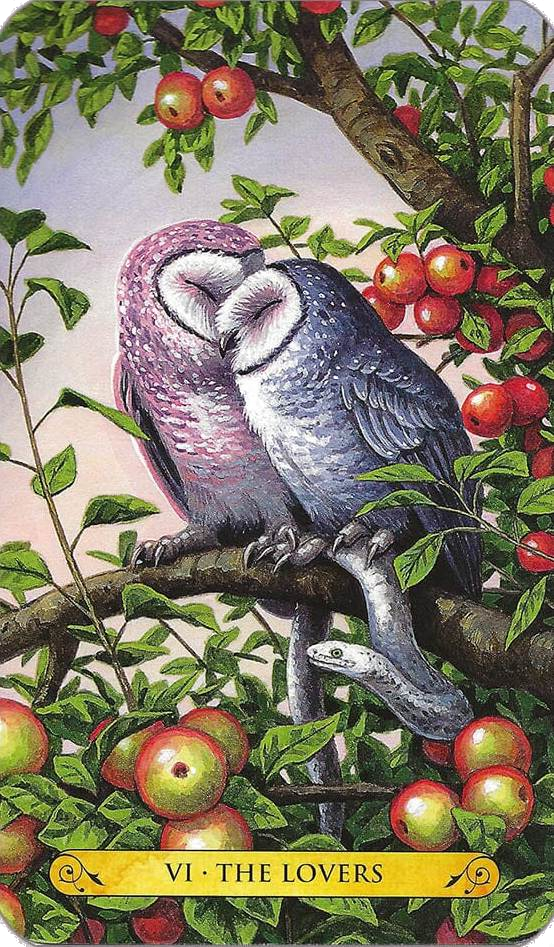 Tarot of the Owls Cards